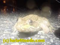 /home//u458753944/public_html/sourcegallery///////Roxborough Toad Detour/2023/2023-04-06/P4060715.JPG